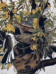 Mocking Birds and Rattlesnake, from Birds of America, engraved by Robert Havell (detail)